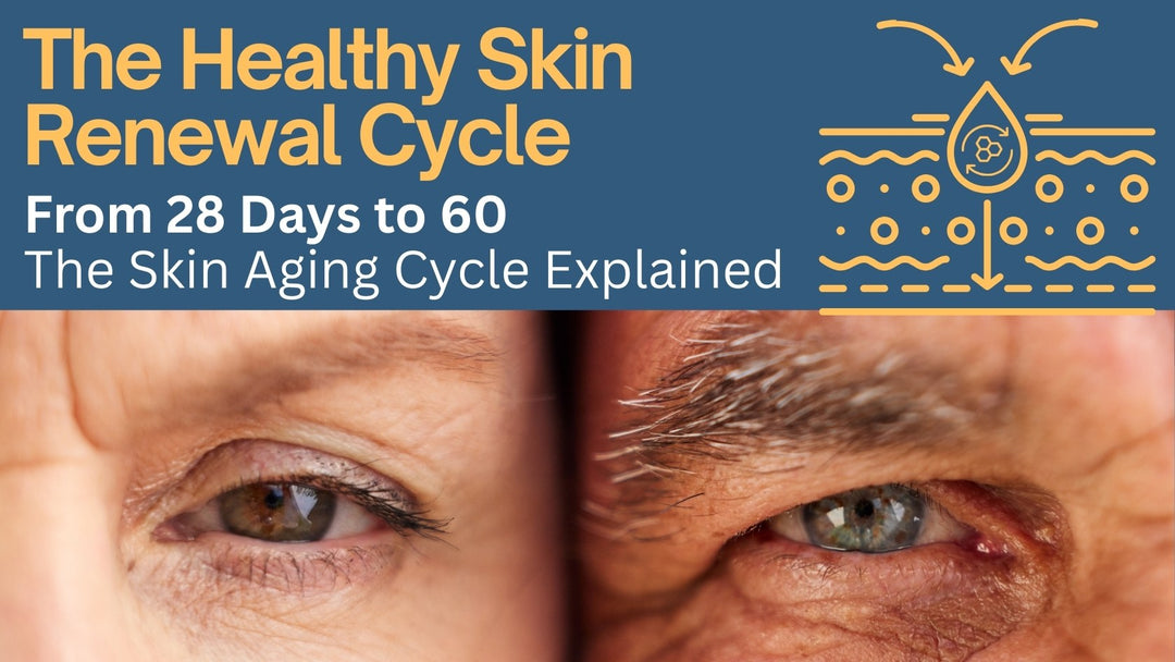 Skin Cell Renewal: How Aging Slows the 28-Day Cycle and What to Do About It